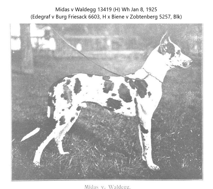 Midas v Waldegg